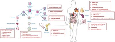Progress in research on the role of fluoride in immune damage